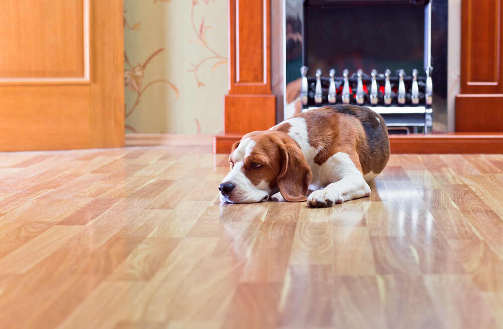 A cute dog on a hardwood floor